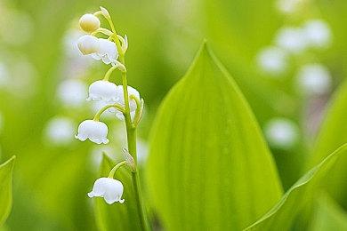 利用《微软飞行模拟》玩家近距离观察飓风艾达